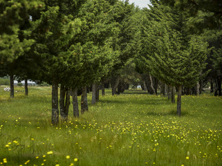 Wild flowers and pines, Patagonia