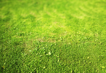 Green grass lawn bokeh background
