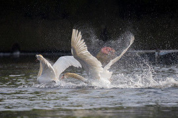Ein Höckerschwan vertreibt einen Rivalen