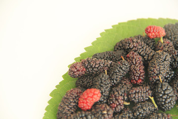 Leaf, blackberry, fruit, São Paulo, Brazil