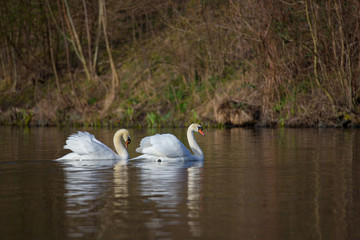 Schwanenpaar