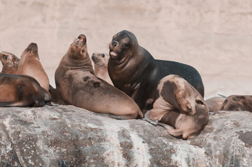 Sea lion Male in colony, patagonia Argentina