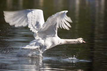 Höckerschwan beim Start
