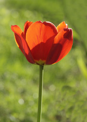 red tulip in the sun