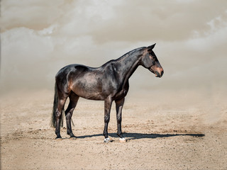 Horde stallion posing for a photo in the desert