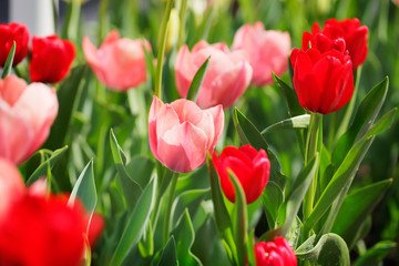 満開のチューリップ