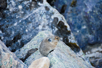 春のカナディアン・ロッキー　モレーン湖湖畔のピカ（カナダ）