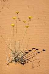 Desert Wildflower