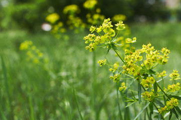 Flowers of canola with selective focus.