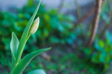 Young tulip with green leaf in garden with copy space