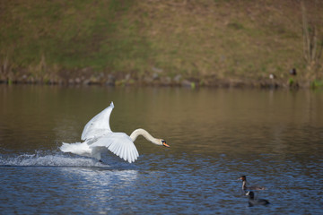 Angriff eines Schwans