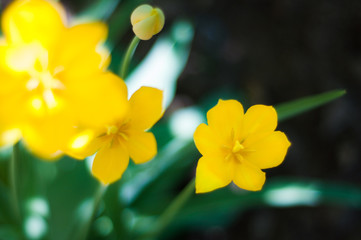 Yellow flowers with green leaf in garden in sunny day