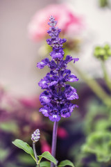 Purple Flowers in Garden  macro  details 