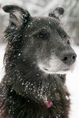 Mixed breed black dog playing in snow