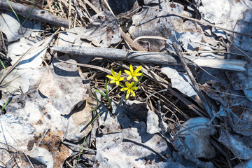 A small yellow spring flower