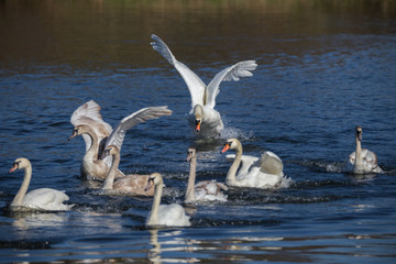 Höckerschwan vertreibt einen Rivalen