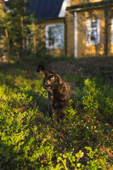 Black and brown mixed breed cat nature portrait