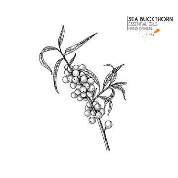 Hand drawn sea buckthorn branch. Vector engraved illustration. Healing tea and medical berry. Food ingredient, cooking, beauty. For cosmetic package design, medicinal herb, treating, healtcare