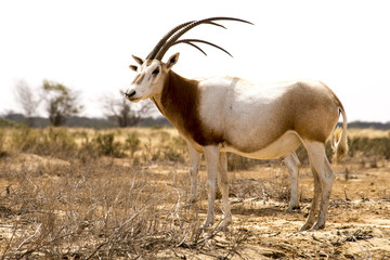 Oryx algazelle, Oryx dammah