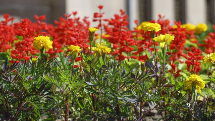 Obraz premium Summer flowers close-up