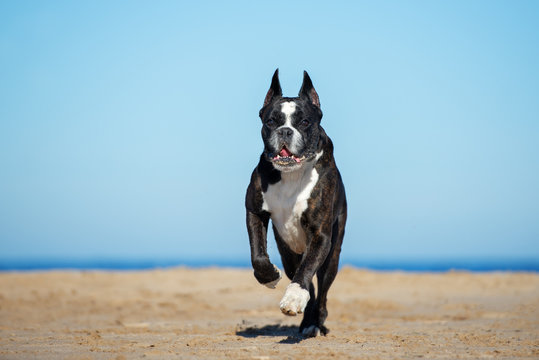 german boxer dog running on the beach