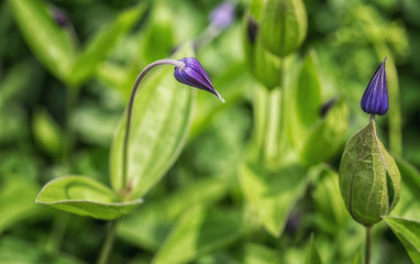 Purple Flowers in Garden  macro  details 