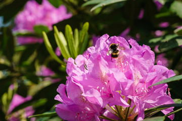 Hummel in rosener Rhododendron Bl&uuml;te