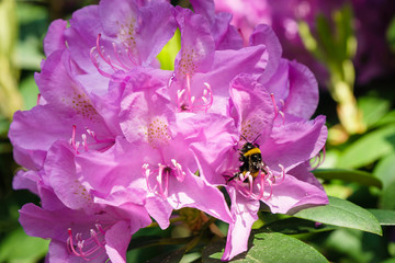 Hummel in Bl&uuml;te