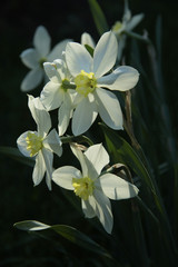 Obraz premium white daffodil flowers