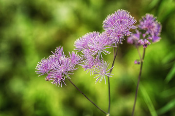 Purple Flowers in Garden  macro  details 