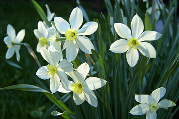white daffodil flowers