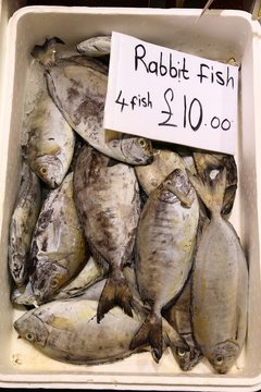 Rabbitfish In UK