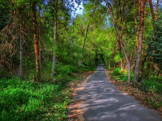 Obraz premium The Road Less Traveled