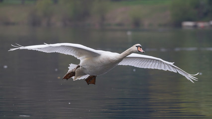 Höckerschwan ( Cygnus olor )