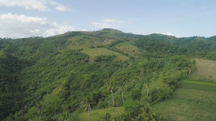 Fototapeta na wymiar Aerial view of palm trees and agricultural land on the slopes of the mountains. Mountains covered forest, trees. Luzon, Philippines.