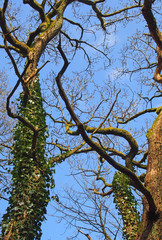 tall twisted winter beach trees with climbing ivy in reflected sunlight standing against a bight blue sky with white clouds