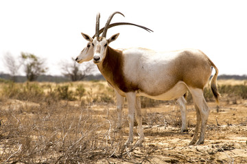 Oryx algazelle, Oryx dammah