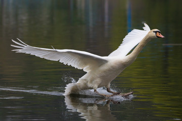 Höckerschwan ( Cygnus olor )