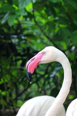 Greater Flamingo is a very beautiful bird. The neck and the leg are long. Feathers are pink, the wing feather is black, the mouth is pink, and the wing tip is black.