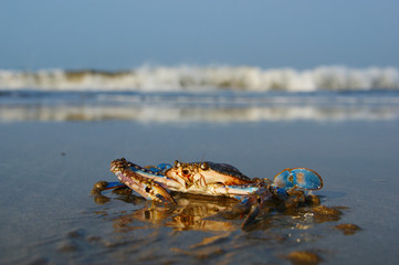 floating blue crab