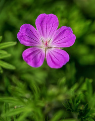 Fototapeta premium Purple Flowers in Garden macro details 