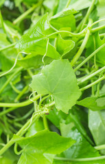 Coccinia grandis isolated on white background