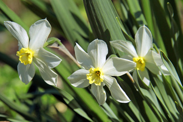 Obraz premium white daffodil flowers