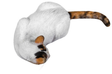 Obraz premium Portrait of white, yellow tabby cat isolated on white background