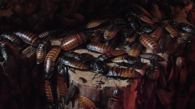 Group of cockroaches on a tree trunk.