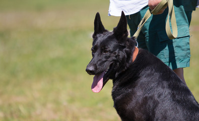 black shepherd on the grass