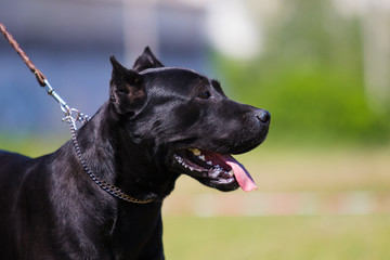portrait of a dog on the grass