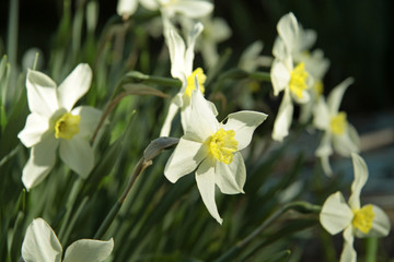 Naklejka na ściany i meble white daffodil flowers