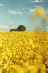 Obraz premium Gelbes Feld