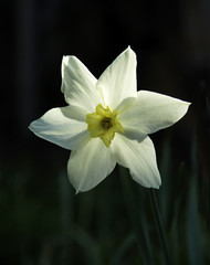 white daffodil on a dark background